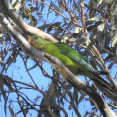 Polytelis swainsonii (Superb Parrot) at Tuggeranong DC, ACT - 16 Sep 2021 by HelenCross