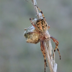 Araneinae (subfamily) at Cook, ACT - 13 Sep 2021 05:44 PM