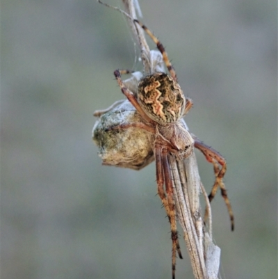Araneinae (subfamily) (Orb weaver) at Cook, ACT - 13 Sep 2021 by CathB