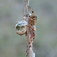 Araneinae (subfamily) at Cook, ACT - 13 Sep 2021 05:44 PM