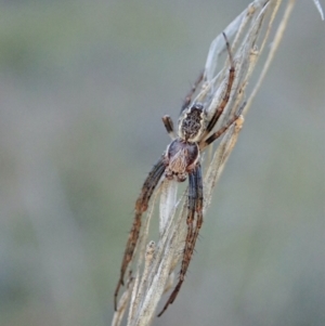 Araneinae (subfamily) at Cook, ACT - 13 Sep 2021 05:44 PM