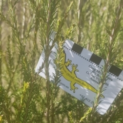 Melaleuca parvistaminea (Small-flowered Honey-myrtle) at Majura, ACT - 21 Aug 2021 by MAX