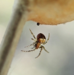 Araneus albotriangulus at Holt, ACT - 16 Sep 2021 04:04 PM