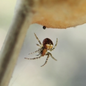 Araneus albotriangulus at Holt, ACT - 16 Sep 2021 04:04 PM