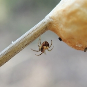 Araneus albotriangulus at Holt, ACT - 16 Sep 2021 04:04 PM