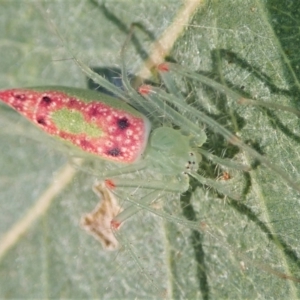 Araneus talipedatus at Cook, ACT - 16 Sep 2021