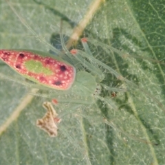 Araneus talipedatus at Cook, ACT - 16 Sep 2021