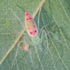 Araneus talipedatus at Cook, ACT - 16 Sep 2021