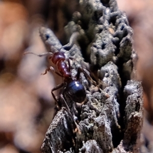 Papyrius nitidus at Holt, ACT - 17 Sep 2021