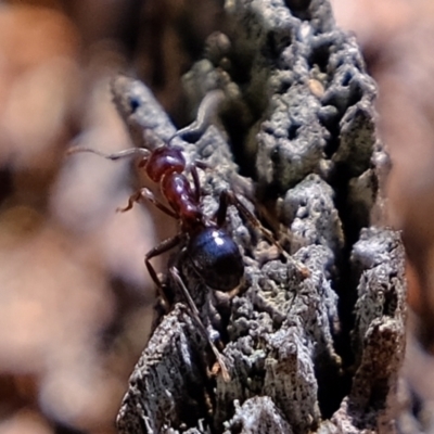 Papyrius nitidus (Shining Coconut Ant) at Kama - 17 Sep 2021 by Kurt