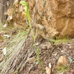 Bunochilus umbrinus (Broad-sepaled Leafy Greenhood) at Cotter River, ACT - 16 Sep 2021 by gregbaines