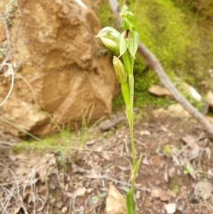 Bunochilus umbrinus (ACT) = Pterostylis umbrina (NSW) at suppressed - 16 Sep 2021