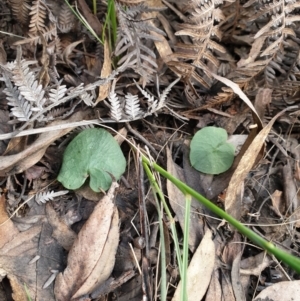 Corysanthes sp. at suppressed - 16 Sep 2021