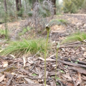 Pterostylis pedunculata at Cotter River, ACT - 16 Sep 2021