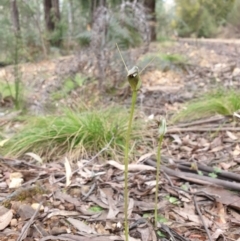 Pterostylis pedunculata (Maroonhood) at Cotter River, ACT - 16 Sep 2021 by gregbaines