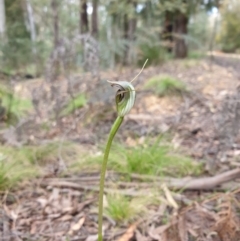 Pterostylis pedunculata at Cotter River, ACT - suppressed