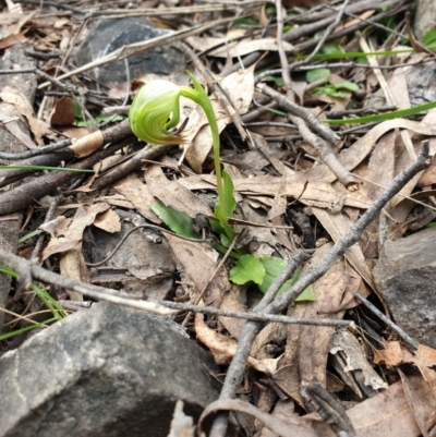 Pterostylis nutans (Nodding Greenhood) at Cotter River, ACT - 16 Sep 2021 by gregbaines