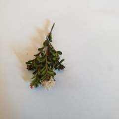 Leionema lamprophyllum subsp. obovatum at Uriarra Village, ACT - 20 Sep 2021