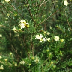 Micrantheum hexandrum at Cotter River, ACT - 20 Sep 2021 10:50 AM