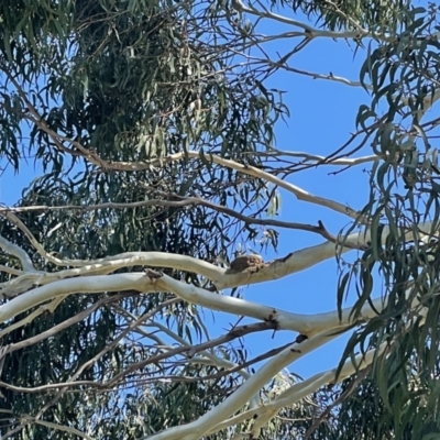 Corcorax melanorhamphos (White-winged Chough) at Curtin, ACT - 17 Sep 2021 by huwr