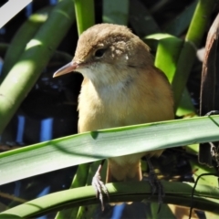 Acrocephalus australis (Australian Reed-Warbler) at Upper Stranger Pond - 17 Sep 2021 by JohnBundock