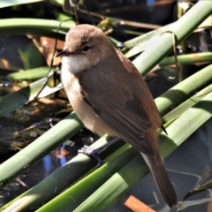 Acrocephalus australis at Isabella Plains, ACT - 17 Sep 2021