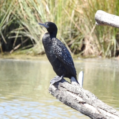 Phalacrocorax sulcirostris (Little Black Cormorant) at Isabella Pond - 17 Sep 2021 by JohnBundock