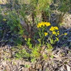 Senecio pinnatifolius var. pinnatifolius at Wanniassa Hill - 17 Sep 2021 by Mike