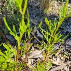 Senecio pinnatifolius var. pinnatifolius at Jerrabomberra, ACT - 17 Sep 2021