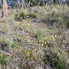 Acacia genistifolia (Early Wattle) at Tuggeranong DC, ACT - 17 Sep 2021 by Mike