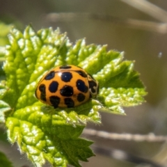 Harmonia conformis (Common Spotted Ladybird) at Chapman, ACT - 17 Sep 2021 by SWishart