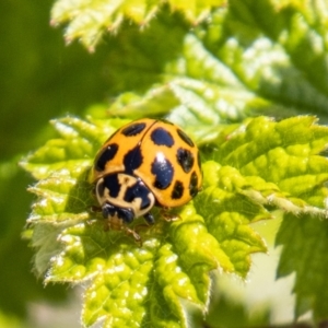 Harmonia conformis at Chapman, ACT - 17 Sep 2021 10:48 AM