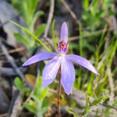 Cyanicula caerulea (Blue Fingers, Blue Fairies) at Wanniassa Hill - 17 Sep 2021 by Mike