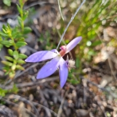 Cyanicula caerulea at Tuggeranong DC, ACT - suppressed