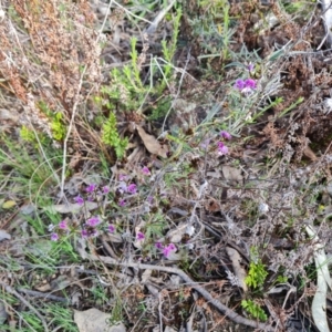 Glycine clandestina at Tuggeranong DC, ACT - 17 Sep 2021