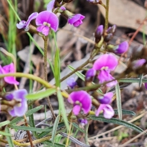 Glycine clandestina at Tuggeranong DC, ACT - 17 Sep 2021