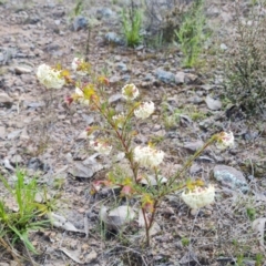 Pimelea linifolia (Slender Rice Flower) at Wanniassa Hill - 17 Sep 2021 by Mike