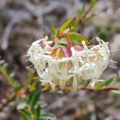 Pimelea linifolia at Tuggeranong DC, ACT - 17 Sep 2021