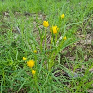 Xerochrysum viscosum at Tuggeranong DC, ACT - 17 Sep 2021