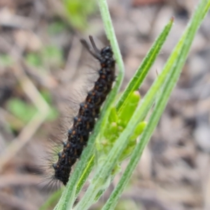 Nyctemera amicus at Tuggeranong DC, ACT - 17 Sep 2021 03:40 PM