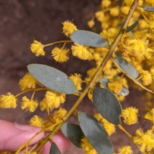 Acacia buxifolia subsp. buxifolia at Beechworth, VIC - 17 Sep 2021