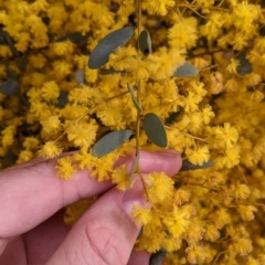 Acacia buxifolia subsp. buxifolia at Beechworth, VIC - 17 Sep 2021