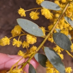 Acacia buxifolia subsp. buxifolia at Beechworth, VIC - 17 Sep 2021