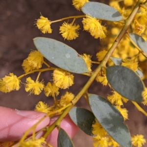 Acacia buxifolia subsp. buxifolia at Beechworth, VIC - 17 Sep 2021 11:29 AM