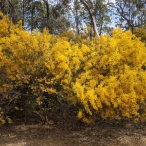 Acacia buxifolia subsp. buxifolia at Beechworth, VIC - 17 Sep 2021