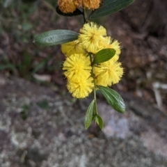 Acacia verniciflua (Varnish Wattle) at Beechworth Historic Park - 17 Sep 2021 by Darcy