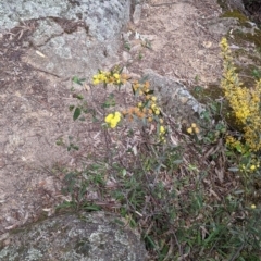 Acacia verniciflua at Beechworth, VIC - 17 Sep 2021