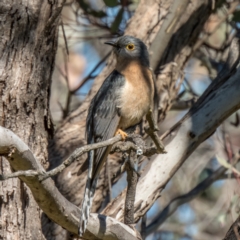 Cacomantis flabelliformis (Fan-tailed Cuckoo) at Forde, ACT - 17 Sep 2021 by Cmperman