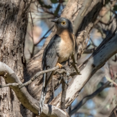 Cacomantis flabelliformis (Fan-tailed Cuckoo) at Mulligans Flat - 17 Sep 2021 by C_mperman