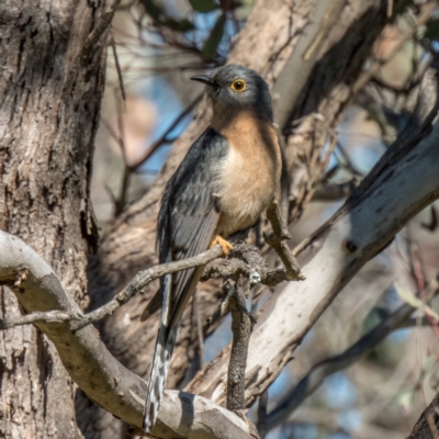 Cacomantis flabelliformis (Fan-tailed Cuckoo) at Forde, ACT - 17 Sep 2021 by Cmperman